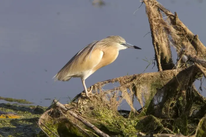 Framed Print : Squacco Heron at Lake Kerkini, Northern Greece Framed Print : Squacco Heron at Lake Kerkini, Northern Greece