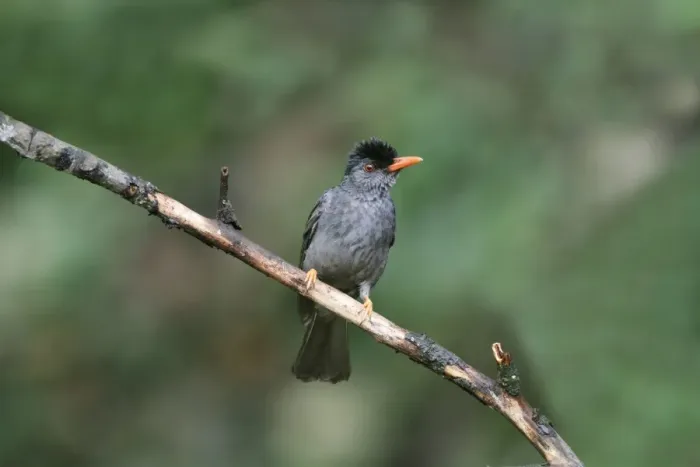 Framed Print : Square-tailed Bulbul (Hypsipetes ganeesa humii) adult, perched on twig in lowland rainforest, Sinharaja Forest Reserve Framed Print : Square-tailed Bulbul (Hypsipetes ganeesa humii) adult, perched on twig in lowland rainforest, Sinharaja Forest Reserve