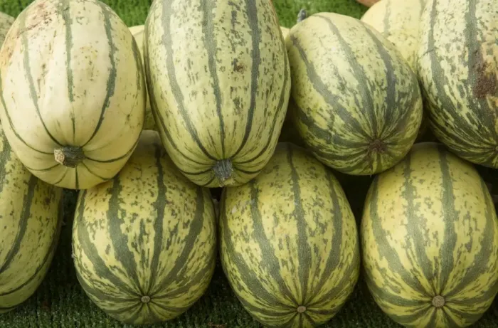 Framed Print : Squash (Cucurbita sp. ) Stripetti, fruit, Warwickshire, England, September Framed Print : Squash (Cucurbita sp. ) Stripetti, fruit, Warwickshire, England, September