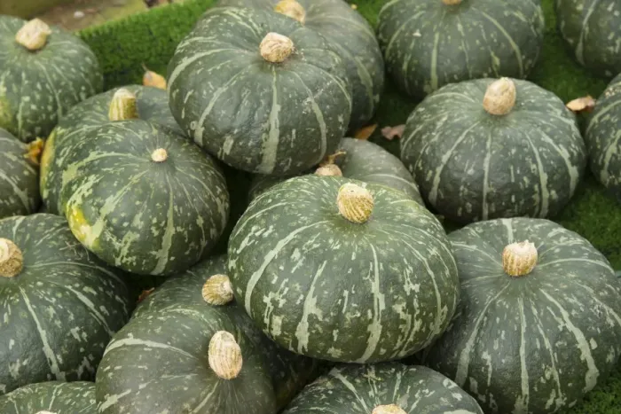 Framed Print : Squash (Cucurbita sp. ) Sweet DeLite, fruit, Warwickshire, England, September Framed Print : Squash (Cucurbita sp. ) Sweet DeLite, fruit, Warwickshire, England, September