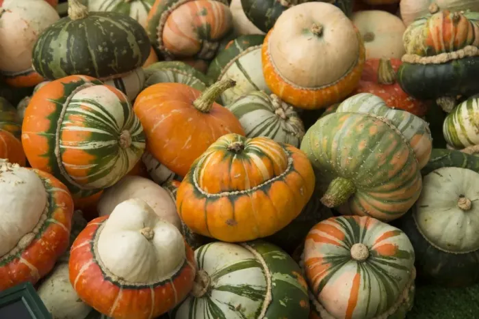 Framed Print : Squash (Cucurbita sp. ) Turks Turban, fruit, Warwickshire, England, September Framed Print : Squash (Cucurbita sp. ) Turks Turban, fruit, Warwickshire, England, September