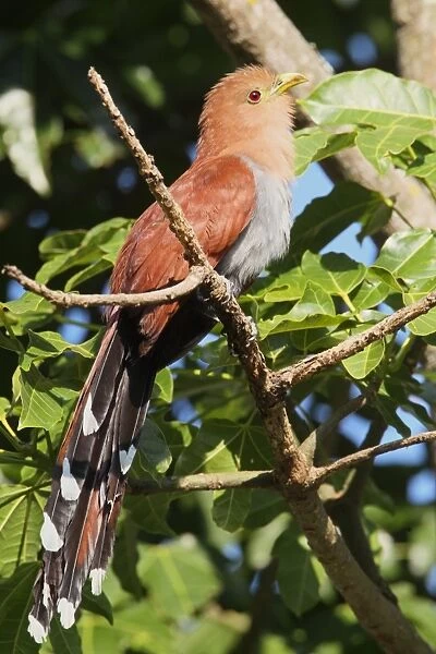 Squirrel Cuckoo (Piaya cayana) adult, perched on branch, Costa Rica, february