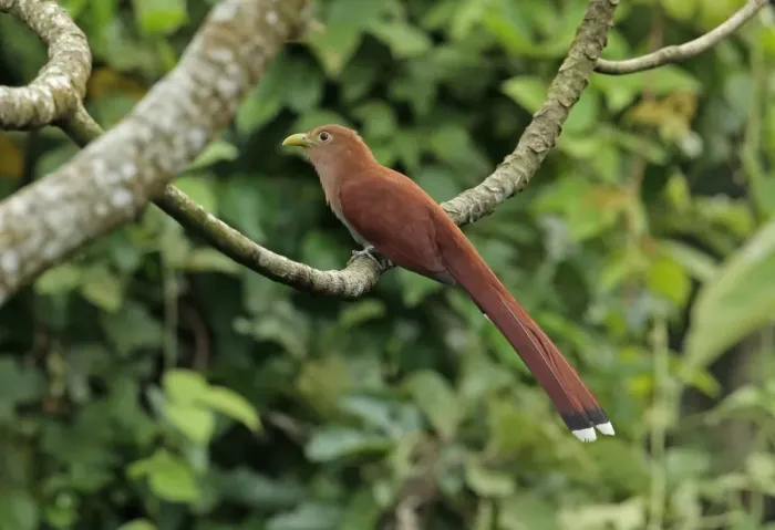 Framed Print : Squirrel Cuckoo (Piaya cayana thermophila) adult, perched on branch, Chagres River, Panama, November
