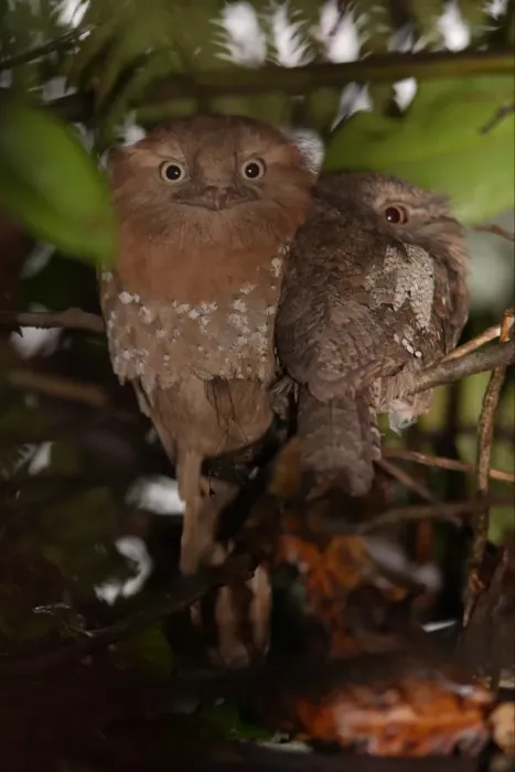 Framed Print : Sri Lanka Frogmouth (Batrachostomus moniliger) adult pair, perched at daytime roost, Sinharaja Forest N. P. Sri Lanka, december Framed Print : Sri Lanka Frogmouth (Batrachostomus moniliger) adult pair, perched at daytime roost, Sinharaja Forest N. P. Sri Lanka, december