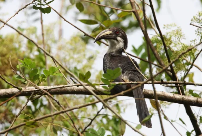 Framed Print : Sri Lanka Grey Hornbill (Ocyceros gingalensis) adult female, perched on branch, Kitulgala, Sri Lanka, december
