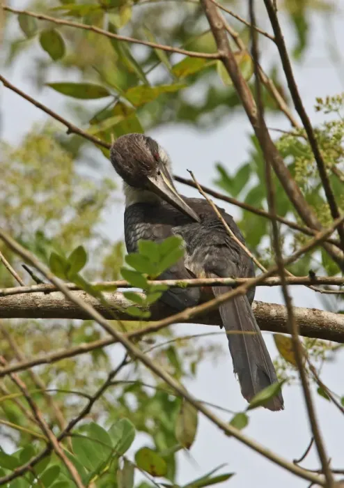 Framed Print : Sri Lanka Grey Hornbill (Ocyceros gingalensis) adult female, preening, perched on branch, Kitulgala, Sri Lanka, december Framed Print : Sri Lanka Grey Hornbill (Ocyceros gingalensis) adult female, preening, perched on branch, Kitulgala, Sri Lanka, december