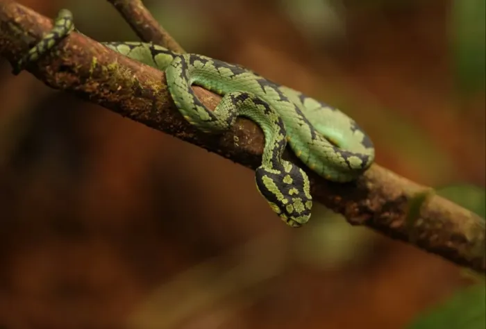 Framed Print : Sri Lankan Green Pit Viper (Trimeresurus trigonocephalus) adult, on low branch, Sinharaja Forest, Sri Lanka, december Framed Print : Sri Lankan Green Pit Viper (Trimeresurus trigonocephalus) adult, on low branch, Sinharaja Forest, Sri Lanka, december