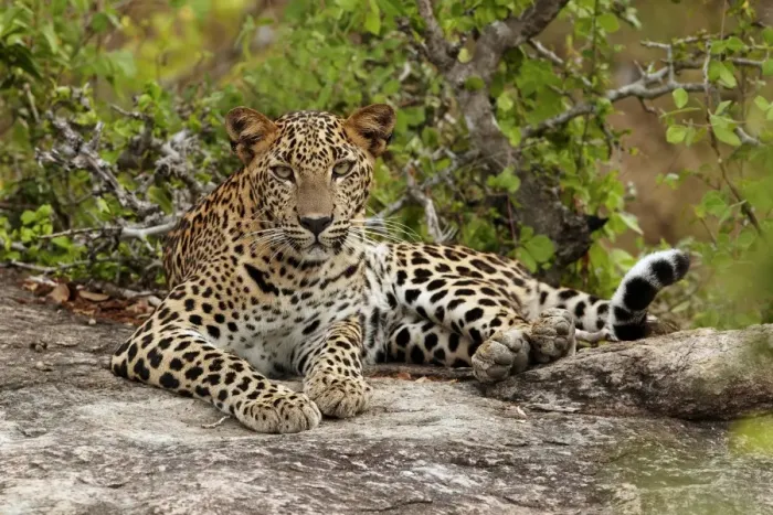 Framed Print : Sri Lankan Leopard (Panthera pardus kotiya) immature, resting on rock, Yala N. P. Sri Lanka Framed Print : Sri Lankan Leopard (Panthera pardus kotiya) immature, resting on rock, Yala N. P. Sri Lanka