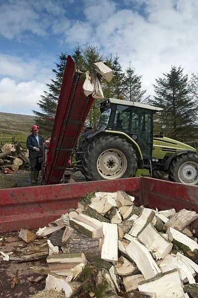 Stack of firewood coming from tractor powered sawbench and splitter, Cumbria, England, May