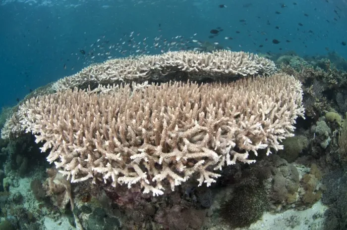 Framed Print : Staghorn Coral (Acropora robusta) and fish on reef, Pantar Island, Alor Archipelago, Lesser Sunda Islands, Indonesia Framed Print : Staghorn Coral (Acropora robusta) and fish on reef, Pantar Island, Alor Archipelago, Lesser Sunda Islands, Indonesia