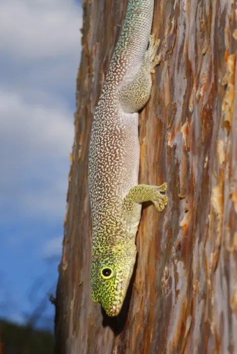 Framed Print : Standings Day Gecko (Phelsuma standingi) adult, descending trunk in spiny forest, Reniala Nature Reserve, Ifaty Framed Print : Standings Day Gecko (Phelsuma standingi) adult, descending trunk in spiny forest, Reniala Nature Reserve, Ifaty