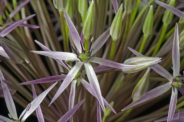 Star of Persia, Allium cristophii, florets