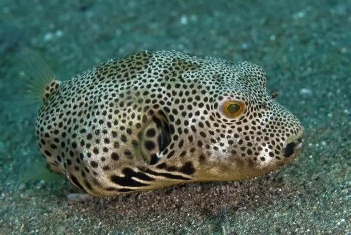 Framed Print : Star Pufferfish (Arothron stellatus) subadult, on black sand, Lembeh Straits, Sulawesi, Sunda Islands, Indonesia, June
