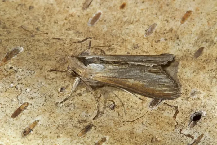 Framed Print : Star-wort Moth (Cucullia asteris) adult, resting on bark, Cley-next-the-sea, Norfolk, England, July