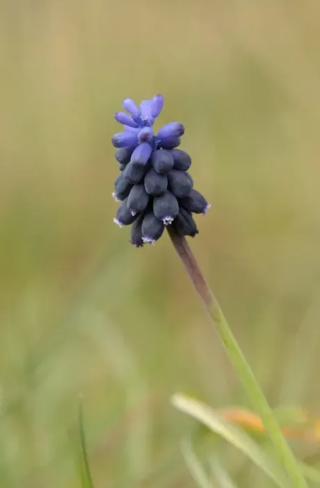 Framed Print : Starch Grape Hyacinth (Muscari neglectum) flowering, Tuddenham St. Mary, Suffolk, England, April Framed Print : Starch Grape Hyacinth (Muscari neglectum) flowering, Tuddenham St. Mary, Suffolk, England, April