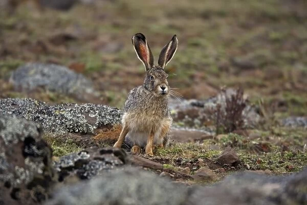 Starck's Hare (Lepus starcki) adult, sitting in afro-alpine moorland, Bale Mountains, Oromia, Ethiopia