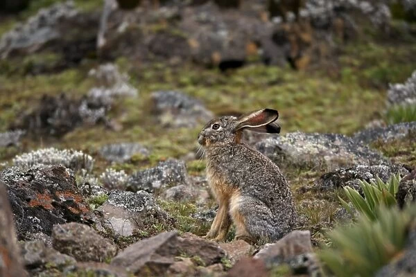 Starck's Hare (Lepus starcki) adult, sitting in afro-alpine moorland, Bale Mountains, Oromia, Ethiopia