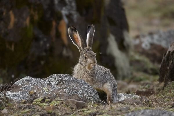 Starcks Hare (Lepus starcki) adult, sitting in afro-alpine moorland, Bale Mountains, Oromia, Ethiopia