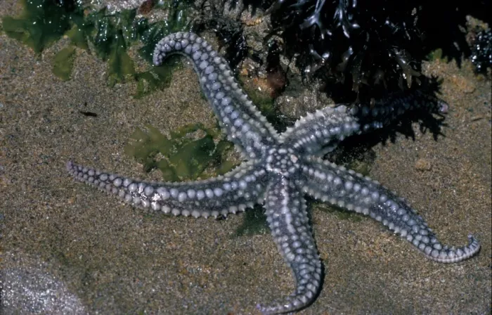 Framed Print : Starfish - Spiny (Marthasterias glacialis) close-up Duckpool, N. Cornwall  /  July