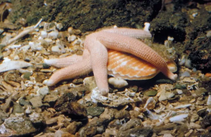 Framed Print : Starfish - (Stichastrella rosea) eating a (Chlamys opercularis) Framed Print : Starfish - (Stichastrella rosea) eating a (Chlamys opercularis)