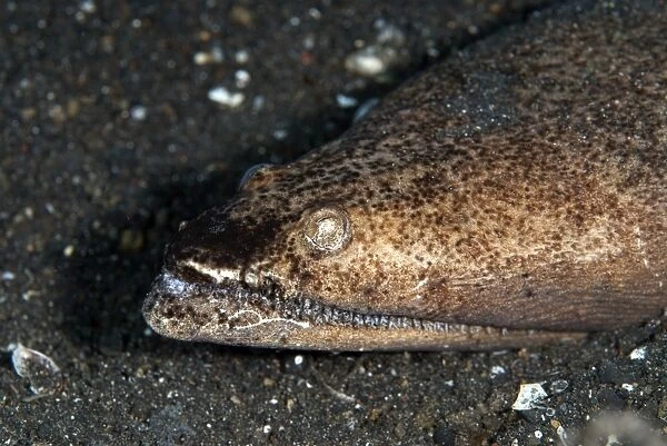 Stargazer Snake Eel (Brachysomophis cirrocheilos) adult, close-up of head, on black sand, Lembeh Straits, Sulawesi