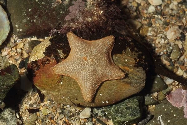 Starlet Cushion Star (Asterina gibbosa) adult, in rockpool at low tide, Mounts Bay, Marazion, Cornwall, England