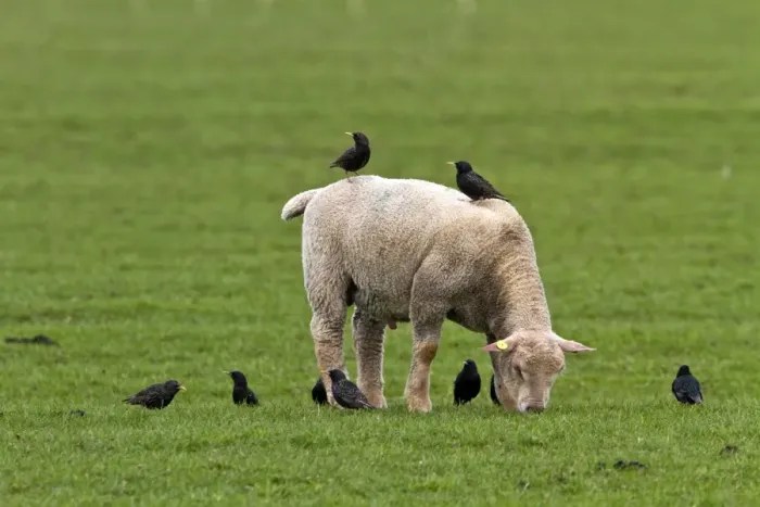 Framed Print : Starlings search for food on and by a young sheep Framed Print : Starlings search for food on and by a young sheep