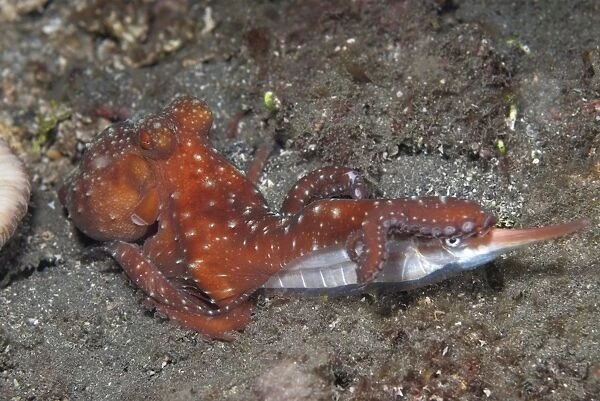 Starry Night Octopus (Callistoctopus luteus) adult, with Rigid Shrimpfish (Centriscus scutatus) prey, Lembeh Straits