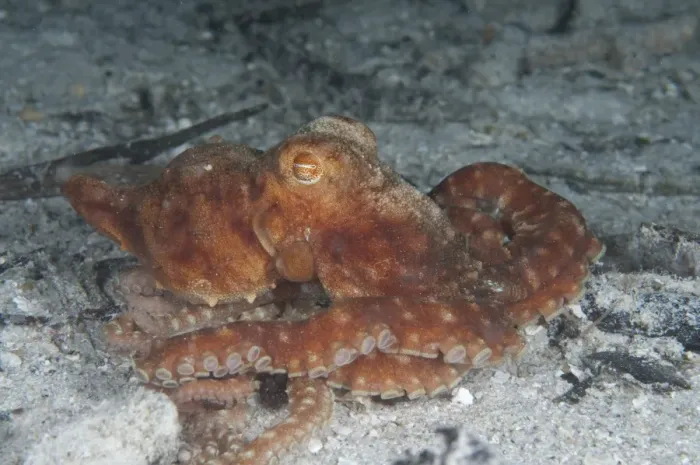 Framed Print : Starry Night Octopus (Callistoctopus luteus) adult, on seabed at night, Gam Island, Raja Ampat, West Papua, New Guinea, Indonesia
