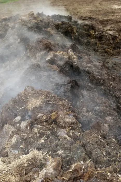 Framed Print : Steaming midden of bedding manure, for spreading on arable field, England, march