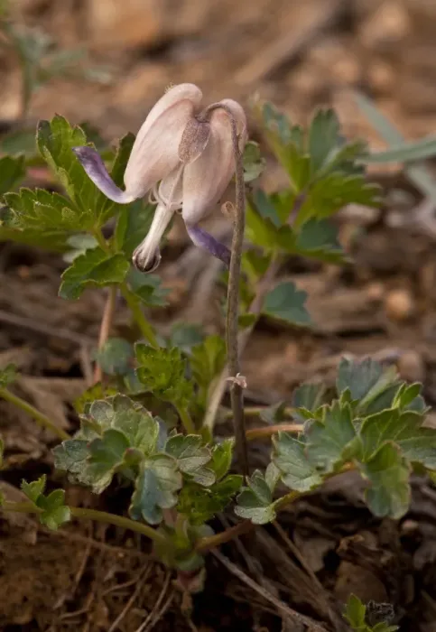 Framed Print : Steers Head (Dicentra uniflora) flowering, growing at snowline, Northern California, U. S. A. july Framed Print : Steers Head (Dicentra uniflora) flowering, growing at snowline, Northern California, U. S. A. july