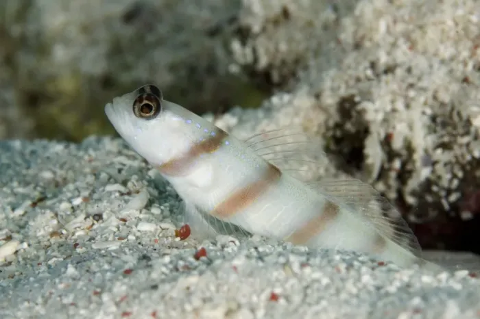 Framed Print : Steinitz Shrimpgoby (Amblyeleotris steinitzi) adult, at burrow entrance, Tatawa Besar Island Framed Print : Steinitz Shrimpgoby (Amblyeleotris steinitzi) adult, at burrow entrance, Tatawa Besar Island
