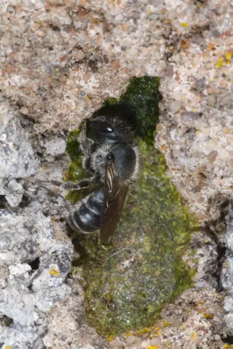 Framed Print : Stelidine Bee (Stelis phaeoptera) adult female, chewing into nest of Mason Bee (Osmia leaiana) Framed Print : Stelidine Bee (Stelis phaeoptera) adult female, chewing into nest of Mason Bee (Osmia leaiana)