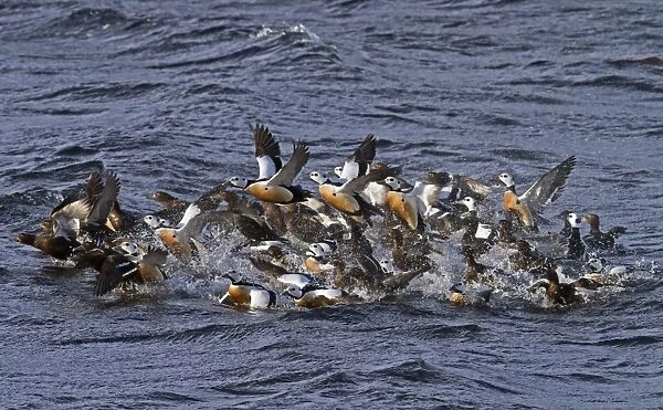 Steller's Eider (Polysticta stelleri) adult males and females, wintering flock, taking off from water, Varanger, Northern Norway, march