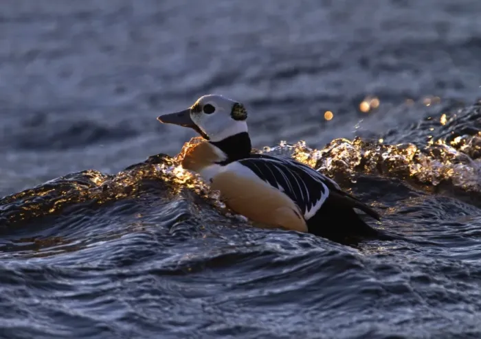 Framed Print : Steller's Eider (Polysticta stelleri) adult male, swimming at sea, Varanger, Northern Norway, march