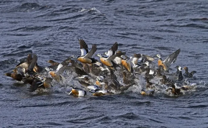 Framed Print : Steller's Eider (Polysticta stelleri) adult males and females, wintering flock, taking off from water, Varanger, Northern Norway, march Framed Print : Steller's Eider (Polysticta stelleri) adult males and females, wintering flock, taking off from water, Varanger, Northern Norway, march
