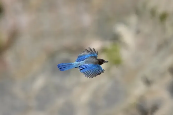 Framed Print : Steller's Jay (Cyanocitta stelleri) adult, in flight, Crater Lake N. P. Oregon, U. S. A Framed Print : Steller's Jay (Cyanocitta stelleri) adult, in flight, Crater Lake N. P. Oregon, U. S. A