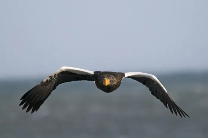 Framed Print : Steller's Sea-eagle (Haliaeetus pelagicus) adult, in flight, Shiretoko Peninsula, Hokkaido, Japan, winter Framed Print : Steller's Sea-eagle (Haliaeetus pelagicus) adult, in flight, Shiretoko Peninsula, Hokkaido, Japan, winter