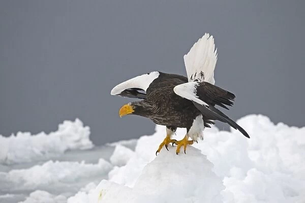 Steller's Sea-eagle (Haliaeetus pelagicus) adult, standing on sea ice, Nemuro Channel, off Rausu, Hokkaido, Japan, winter