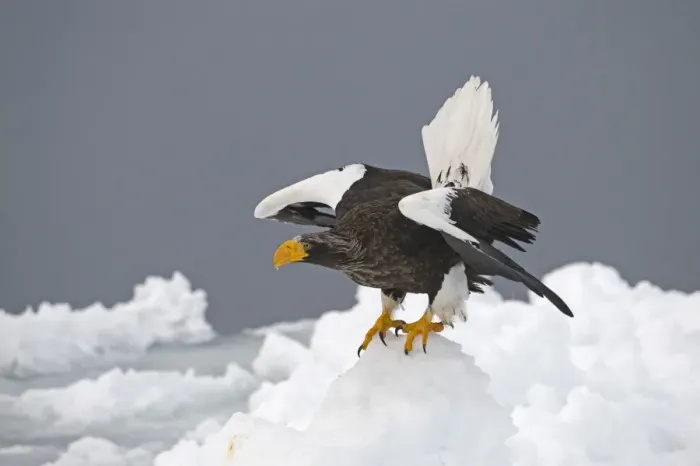 Framed Print : Steller's Sea-eagle (Haliaeetus pelagicus) adult, standing on sea ice, Nemuro Channel, off Rausu, Hokkaido, Japan, winter Framed Print : Steller's Sea-eagle (Haliaeetus pelagicus) adult, standing on sea ice, Nemuro Channel, off Rausu, Hokkaido, Japan, winter