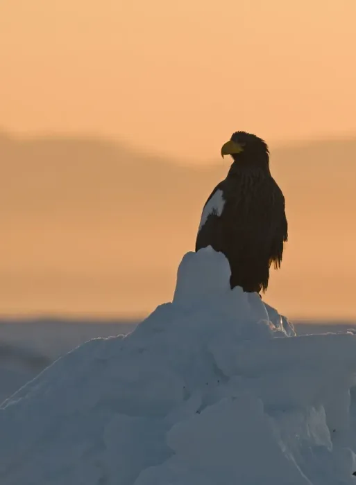 Framed Print : Steller's Sea-eagle (Haliaeetus pelagicus) adult, standing on sea ice at sunrise, Sea of Okhotsk, off Shiretoko Peninsula, Hokkaido, Japan, winter Framed Print : Steller's Sea-eagle (Haliaeetus pelagicus) adult, standing on sea ice at sunrise, Sea of Okhotsk, off Shiretoko Peninsula, Hokkaido, Japan, winter