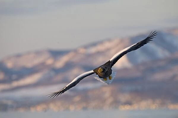 Steller's Sea-eagle (Haliaeetus pelagicus) adult, in flight, Shiretoko Peninsula, Hokkaido, Japan, winter