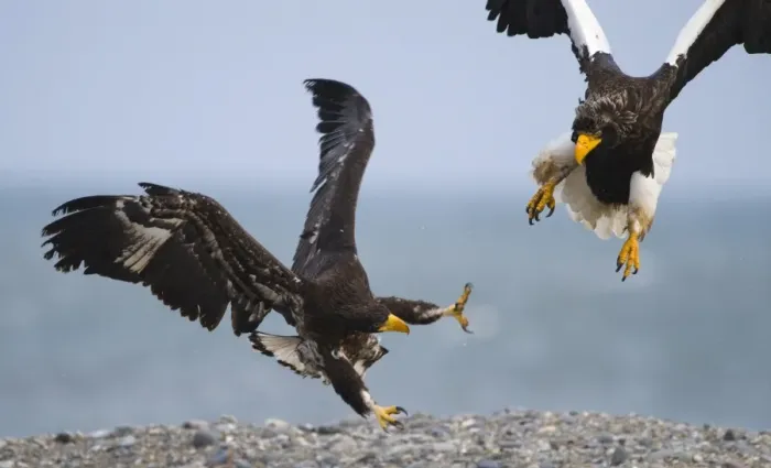 Framed Print : Steller's Sea-eagle (Haliaeetus pelagicus) adult and immature, fighting, squabbling over carcass on beach, Shiretoko Peninsula, Hokkaido, Japan, winter Framed Print : Steller's Sea-eagle (Haliaeetus pelagicus) adult and immature, fighting, squabbling over carcass on beach, Shiretoko Peninsula, Hokkaido, Japan, winter