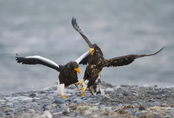 Framed Print : Steller's Sea-eagle (Haliaeetus pelagicus) adult and immature, fighting, squabbling over carcass on beach, Shiretoko Peninsula, Hokkaido, Japan, winter