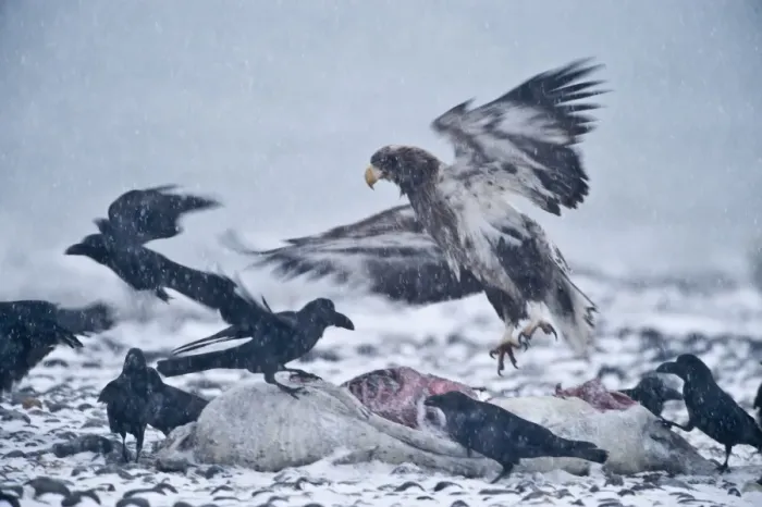 Framed Print : Steller's Sea-eagle (Haliaeetus pelagicus) immature, with Jungle Crow (Corvus macrorhynchos) and Carrion Crow (Corvus corone) flock, feeding at dead seal carcass in snowfall, Nemuro Channel, Hokkaido, Japan, winter