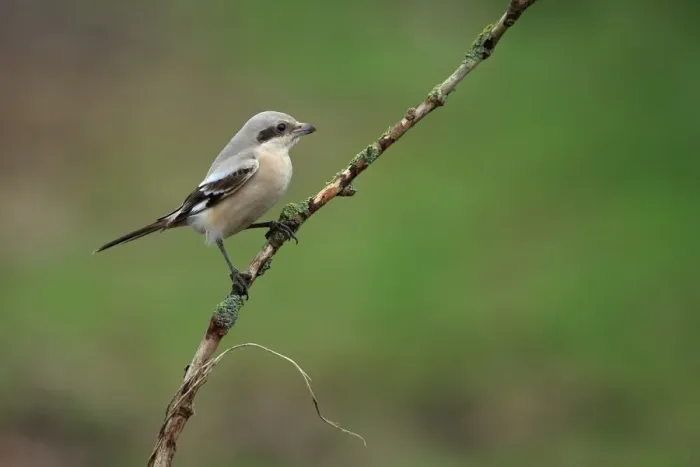 Framed Print : Steppe Grey Shrike (Lanius pallidirostis) immature, first winter plumage, vagrant perched on twig, Norfolk, England Framed Print : Steppe Grey Shrike (Lanius pallidirostis) immature, first winter plumage, vagrant perched on twig, Norfolk, England