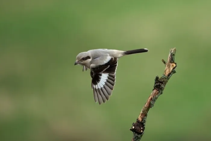 Framed Print : Steppe Grey Shrike (Lanius pallidirostis) immature, first winter plumage, autumn vagrant, in flight, Norfolk, England
