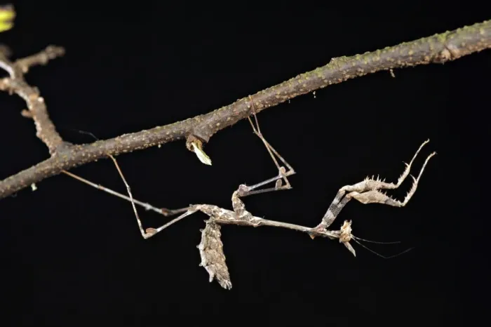 Framed Print : Stick Mantis (Sybilla pretiosa) young, on underside of twig, South Africa Framed Print : Stick Mantis (Sybilla pretiosa) young, on underside of twig, South Africa