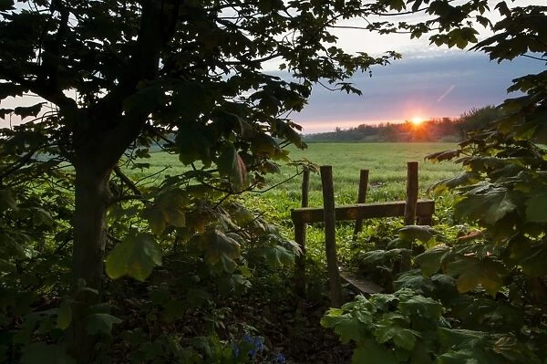 Stile leading from woodland to arable farmland at sunrise, Kent, England, April