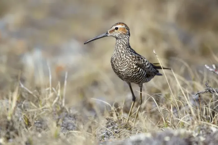 Framed Print : Stilt Sandpiper (Calidris himantopus) adult, breeding plumage, standing on tundra, Nunavut, Canada, July Framed Print : Stilt Sandpiper (Calidris himantopus) adult, breeding plumage, standing on tundra, Nunavut, Canada, July